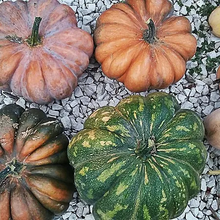 Agriturismo Rio Manzolo Çiftlik konaklama