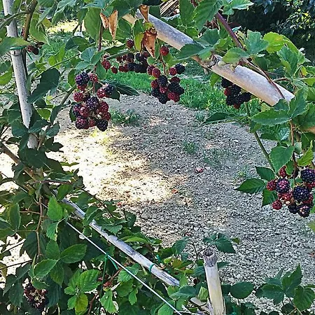 팜스테이 Agriturismo Rio Manzolo 브리시그헬라