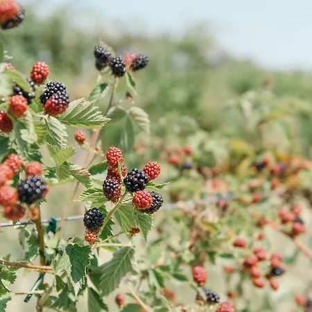 Agriturismo Rio Manzolo 팜스테이 브리시그헬라