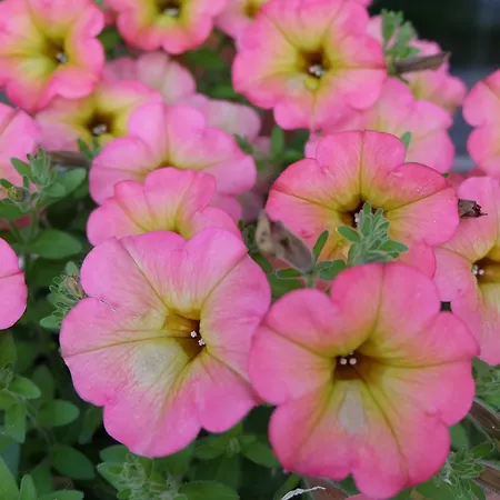 Agriturismo Rio Manzolo 팜스테이