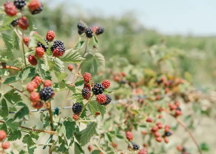 Agriturismo Rio Manzolo Séjour à la ferme Brisighella